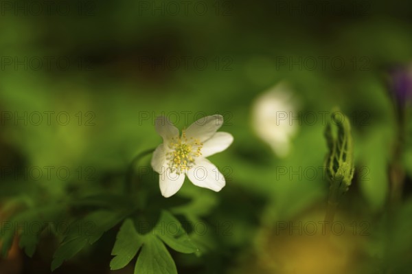 Wood anemone in a forest, close-up of a wildflower with bokeh, Anemone nemorosa, Erfurt, Thuringia, Germany