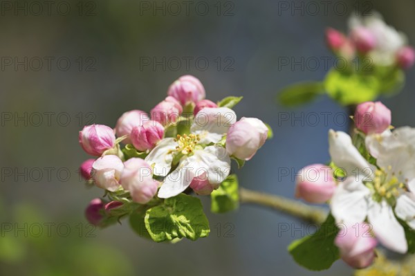 Apple blossoms in spring, Erfurt, Thuringia, Germany