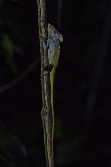 Helmeted Basiliscus in a rainforest in Costa Rica, Basiliscus, Basiliscus basiliscus, night shot with lighting, Osa Peninsula, Costa Rica