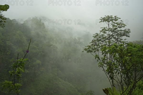 Cloud forest in Costa Rica, rainforest on the edge of the Poas volcano, Poas region, Costa Rica