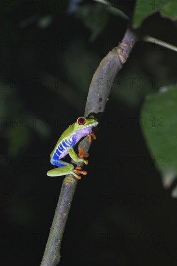Red-eyed tree frog in a rainforest in Costa Rica, night photograph with artificial lighting, Agalychnis callidryas, Costa Rica