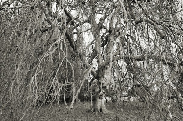 Black and white picture of a hanging copper beech with many tangled branches, looks eerie, Fagus sylvatica f. pendula, Kreuzlingen, Thurgau, Switzerland