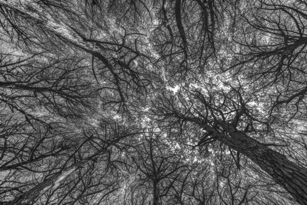 Black and white image of branched pine boughs in a pine forest forming a complex pattern, Pinus spp., Marina di Cecina, Tuscany, Italy