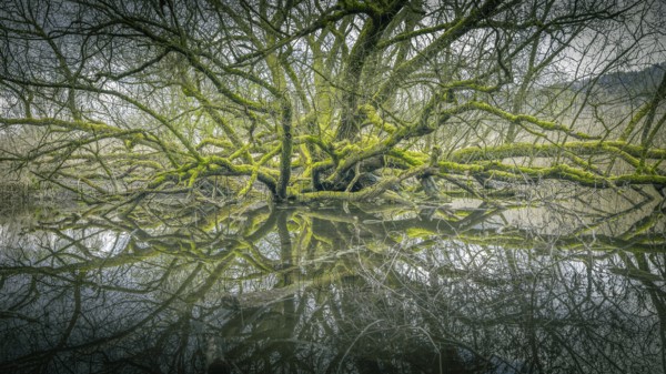 Moss-covered tree with reflective branches on calm water, Bodman, Lake Constance, Baden-Württemberg, Germany