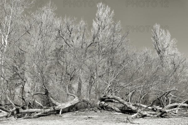Fallen and bare trees in winter in a gloomy black and white picture, Immenstaad on Lake Constance, Baden-Württemberg, Germany