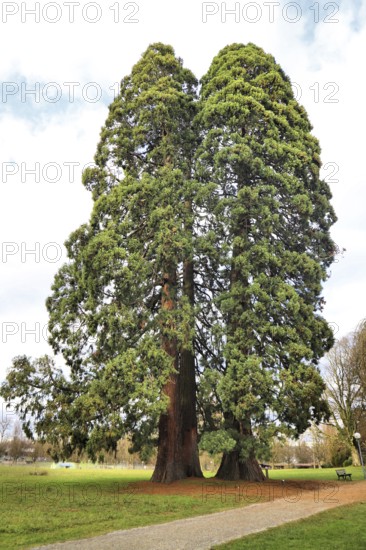 Two tall, green sequoia trees in a park with a clear sky in the background, emphasising peace and nature, Sequoia, Kreuzlingen, Thurgau, Switzerland