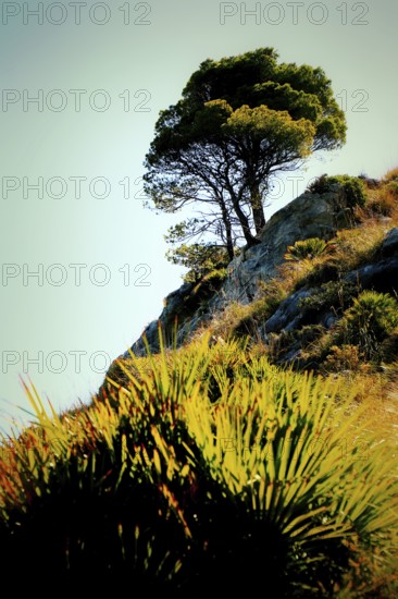 A single pine tree standing dramatically on a steep hill with unconventional vegetation, Pinus halepensis, Majorca, Spain
