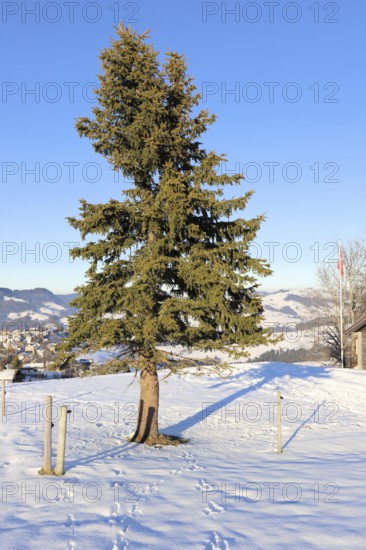A solitary fir tree stands on a snow-covered surface with a village in the background under a clear blue sky, Abies, Hemberg, St. Gallen, Switzerland