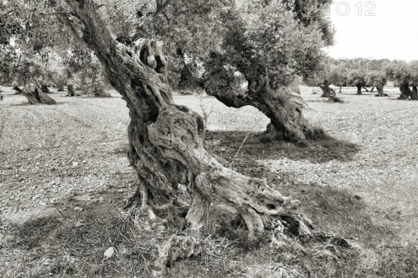 Weathered olive tree in a black and white scene with gnarled trunk, Olea europaea, Majorca, Spain