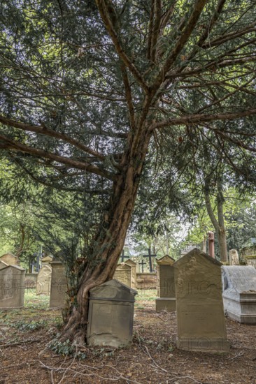 An old yew tree stands in a cemetery, surrounded by gravestones and nature in a quiet, sombre atmosphere, Taxus baccata, Hoppenlauf Cemetery, Stuttgart, Baden-Württemberg, Germany