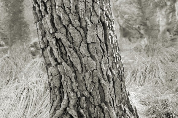 Close-up of the bark of a pine tree with detailed texture in a monochrome image, Pinus halepensis, Majorca, Spain