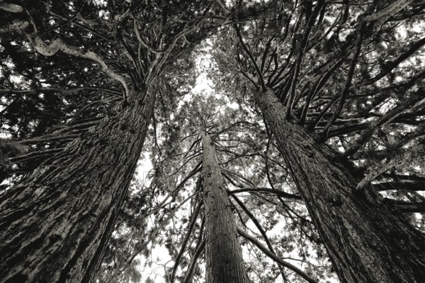 Three towering sequoia trees in a dramatic black and white photograph reaching upwards into the sky, Sequoia, Kreuzlingen, Thurgau, Switzerland