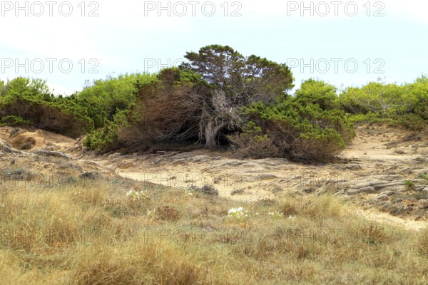A solitary, stunted pine tree on sandy soil in a dry, coastal environment, Pinus halepensis, Majorca, Spain