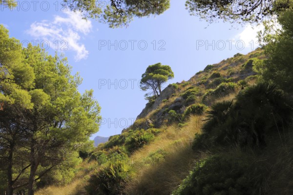 A hill lined with green pine trees with a clear blue sky and a single tree in the distance, Pinus halepensis, Majorca, Spain