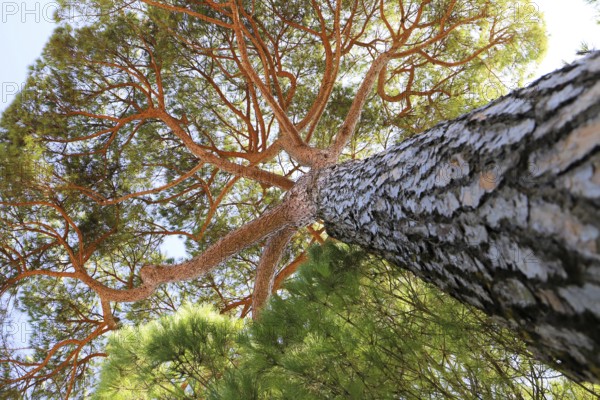 Perspective shot of a sturdy pine trunk stretching majestically towards the sky, Pinus halepensis, Majorca, Spain