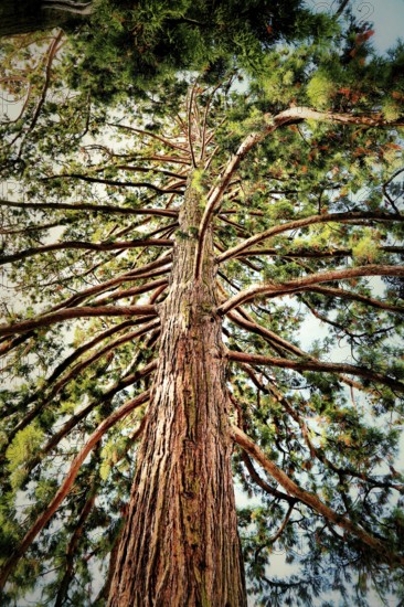 Top view of a large sequoia tree, showing branches and needles, Sequoiadendron giganteum (Lindl.) J.Buchholz, Baden-Württemberg, Germany