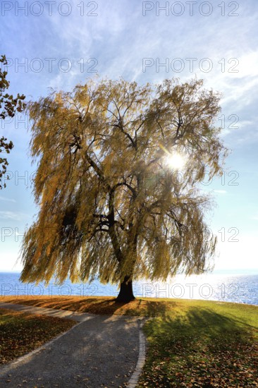 Large weeping willow on Lake Constance, combining autumn colours with calm waters, Salix babylonica, Meersburg, Baden-Württemberg, Germany