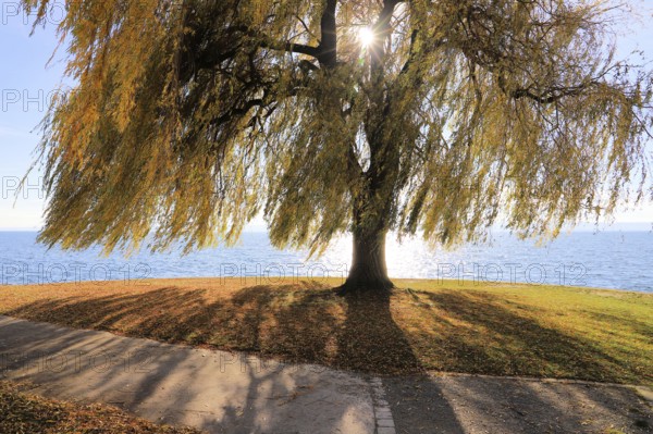 Autumn weeping willow on Lake Constance with shade, sun shining through the branches, Salix babylonica, Meersburg, Baden-Württemberg, Germany