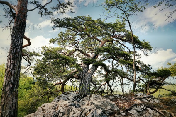 Dynamically growing pine tree on a rocky ground with blue sky, Pinus sylvestris, Trimbach, Solothurn, Switzerland