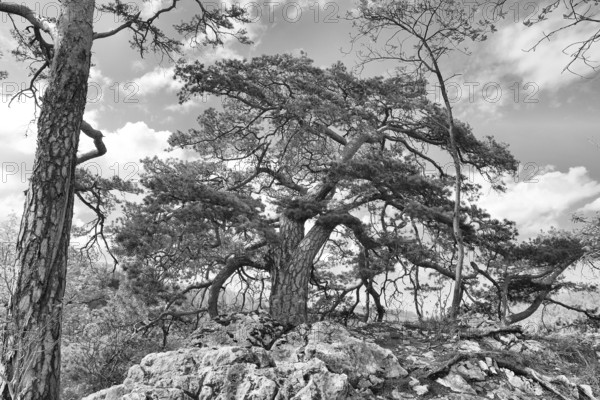 Black and white photograph of a Scots pine on rocky ground with clouds, Pinus sylvestris, Trimbach, Solothurn, Switzerland