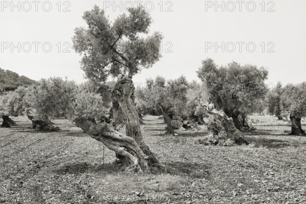 Olive trees in a field in a rough, black and white landscape, Olea europaea, Majorca, Spain