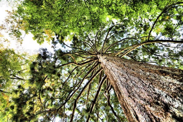 Upward view into several trees with widely branched branches and green canopy, Baden-Württemberg, Germany