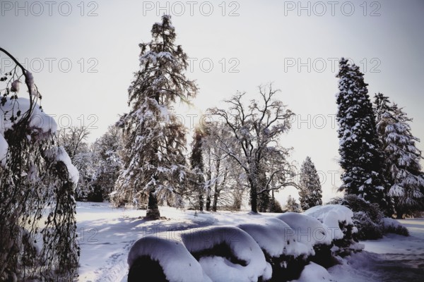A snowy landscape with various trees, interspersed with sunlight, conveys a peaceful, wintry atmosphere, Kreuzlingen, Thurgau, Switzerland