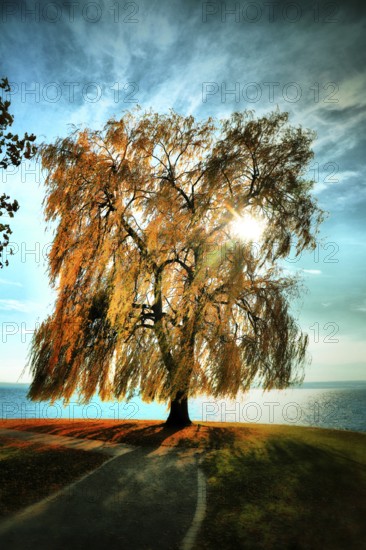 A weeping willow with golden autumn leaves is bathed in sunlight and stands picturesquely in front of a lake, Salix babylonica, Meersburg, Baden-Württemberg, Germany