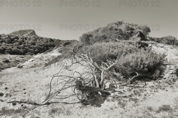 A barren pine tree in a barren dune landscape with bushes and hills in the background in a monochrome style, Pinus halepensis, Cala Mesquida, Majorca, Spain