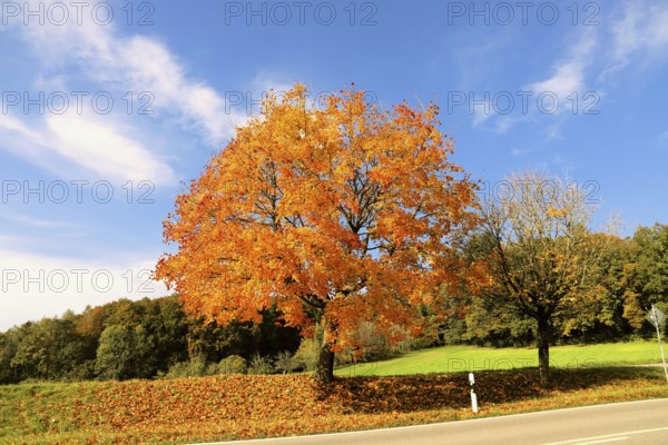 A large Norway maple with bright orange leaves stands by a country road under a blue sky, Acer platanoides, Dettingen, Baden-Württemberg, Germany