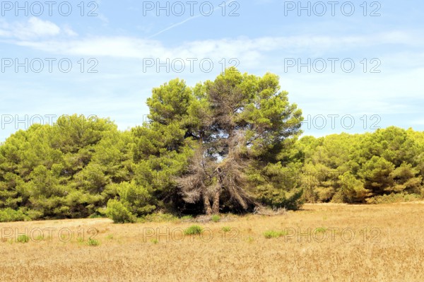 A pine tree in a sunny field, surrounded by smaller pines under a blue sky, Pinus halepensis, Majorca, Spain