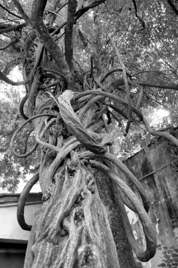 A blue vine entwined around a tree trunk in black and white, mystical and complex, Wisteria, Pisa, Tuscany, Italy