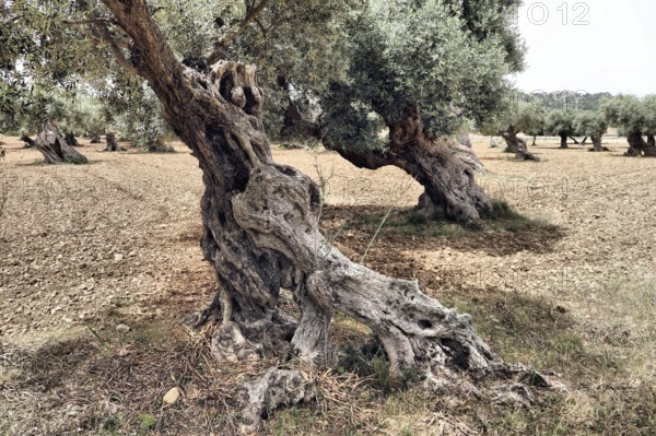 A gnarled olive tree on a dry, earthy landscape in a typical Mediterranean environment, Olea europaea, Majorca, Spain