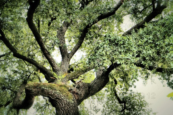 A view into the crown of a holm oak with intense green leaves and impressive, sweeping branches, Quercus ilex, Pisa, Tuscany, Italy