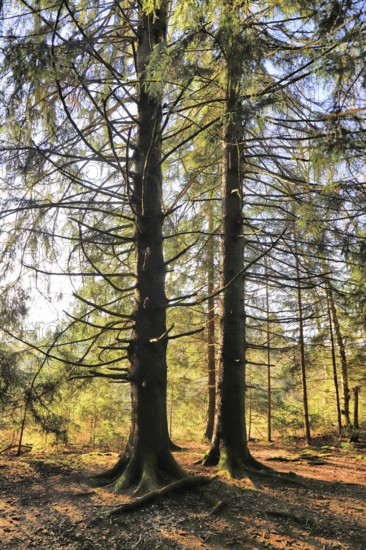 Two trees in the forest, bathed in sunlight, a tranquil scene, Picea, Thurgau, Switzerland
