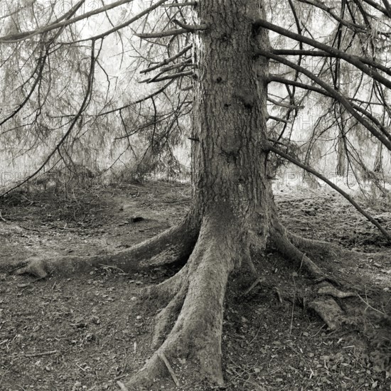 Detailed trunk of a spruce in a dense, black and white forest, Picea, Thurgau, Switzerland