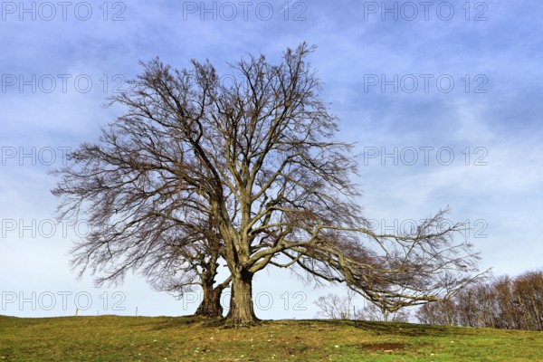 Sparse-looking copper beech in a meadow under a clear blue sky, Fagus sylvatica, Hauenstein, Solothurn, Switzerland