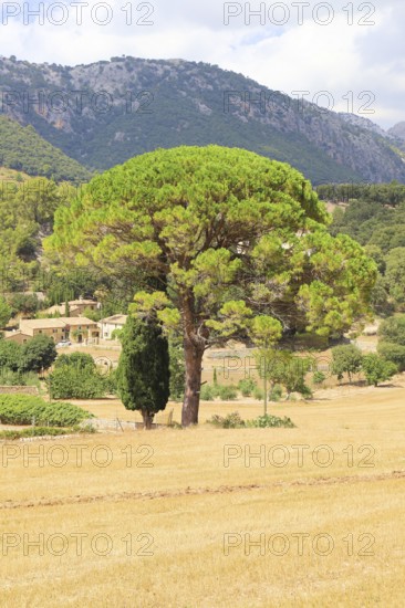 A large pine tree with a green tuft of needles against a sunny background of mountains and a village, Pinus pinea, Majorca, Spain