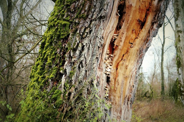Close-up of a tree trunk with moss and exposed bark in the forest, Bodman, Lake Constance, Baden-Württemberg, Germany