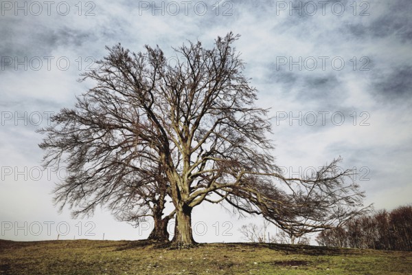 Large copper beech in a field under a cloudy sky, autumn atmosphere, Fagus sylvatica, Hauenstein, Solothurn, Switzerland
