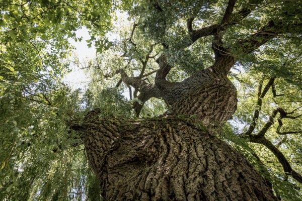 View through the dense leaves of a large weeping willow in bright sunshine, Salix babylonica, Reichenau Island, Lake Constance, Baden-Württemberg, Germany