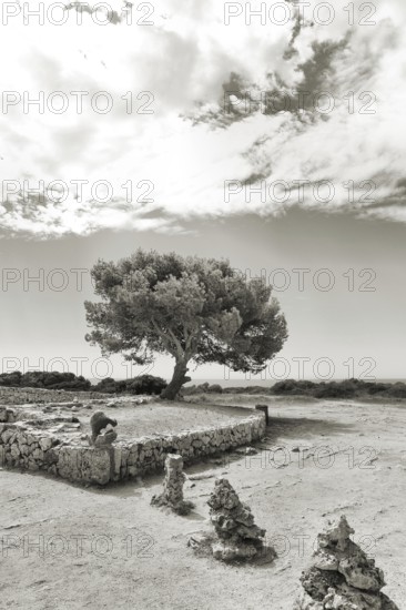 A solitary pine tree stands in a rocky landscape under an expansive sky in a monochrome painting, Pinus halepensis, Majorca, Spain