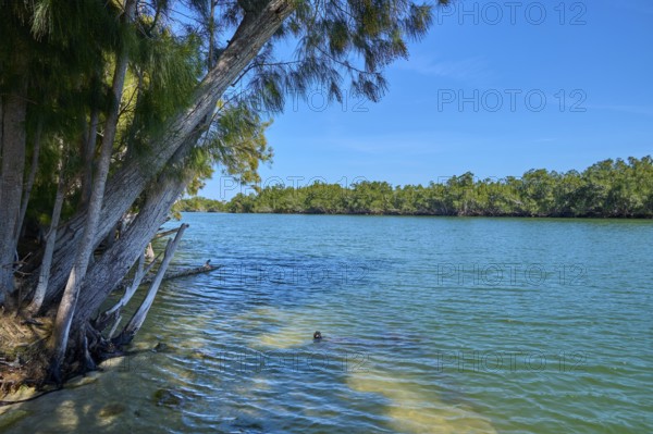 Clear river with trees standing on the bank and a swimmer in the water, Haulover Canal, Merritt Island National Wildlife Refuge, Mims, Florida, USA