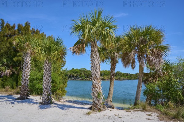 Palm trees on the beach with a view of blue water under a clear sky, Haulover Canal, Merritt Island National Wildlife Refuge, Mims, Florida, USA