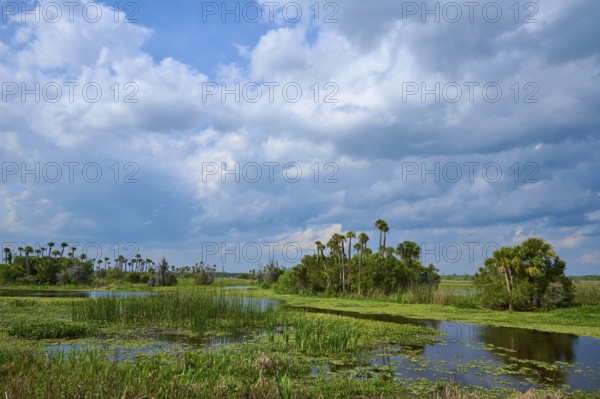 Vast lake landscape with palm trees and reeds under a blue sky, Orlando Wetlands, Christmas, Florida, USA
