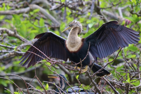 Bird on a branch with blurred green backdrop, Darter (Anhinga anhinga), spring, Wakodahatchee Wetlands, Delray Beach, Florida, USA
