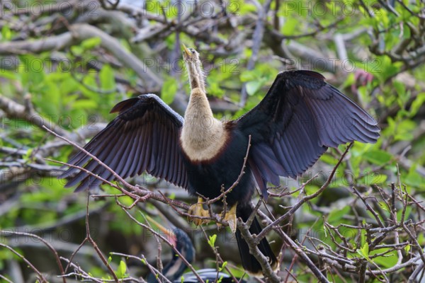 Bird with outstretched wings on a branch surrounded by greenery, Darter (Anhinga anhinga), spring, Wakodahatchee Wetlands, Delray Beach, Florida, USA