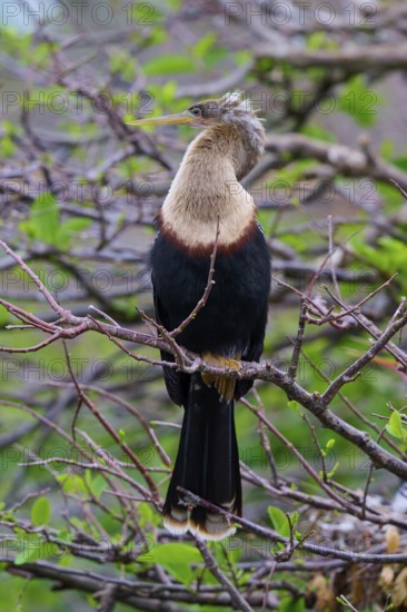 Bird spreading wings on a branch in a green environment, Darter (Anhinga anhinga), spring, Wakodahatchee Wetlands, Delray Beach, Florida, USA