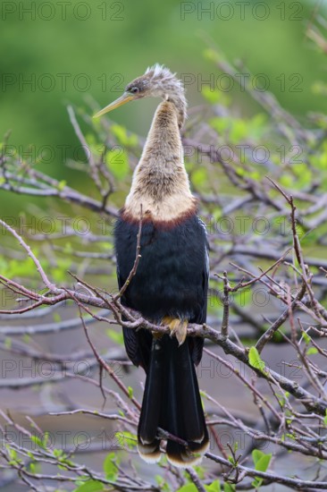 Bird sitting on a branch with brown and green background, Darter (Anhinga anhinga), spring, Wakodahatchee Wetlands, Delray Beach, Florida, USA