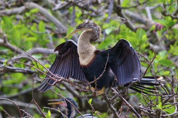 Bird on a branch with blurred green backdrop, Darter (Anhinga anhinga), spring, Wakodahatchee Wetlands, Delray Beach, Florida, USA